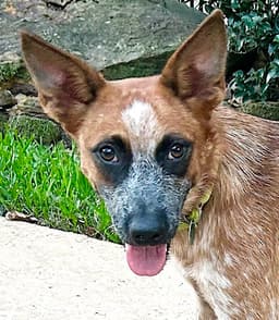 Bam Bam Red Heeler image 1