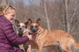 Bam Bam Red Heeler image 2