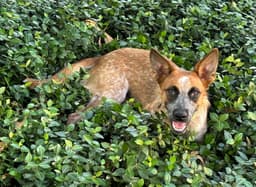 Bam Bam Red Heeler image 3