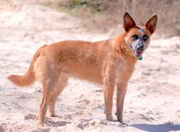 Bam Bam Red Heeler image 4