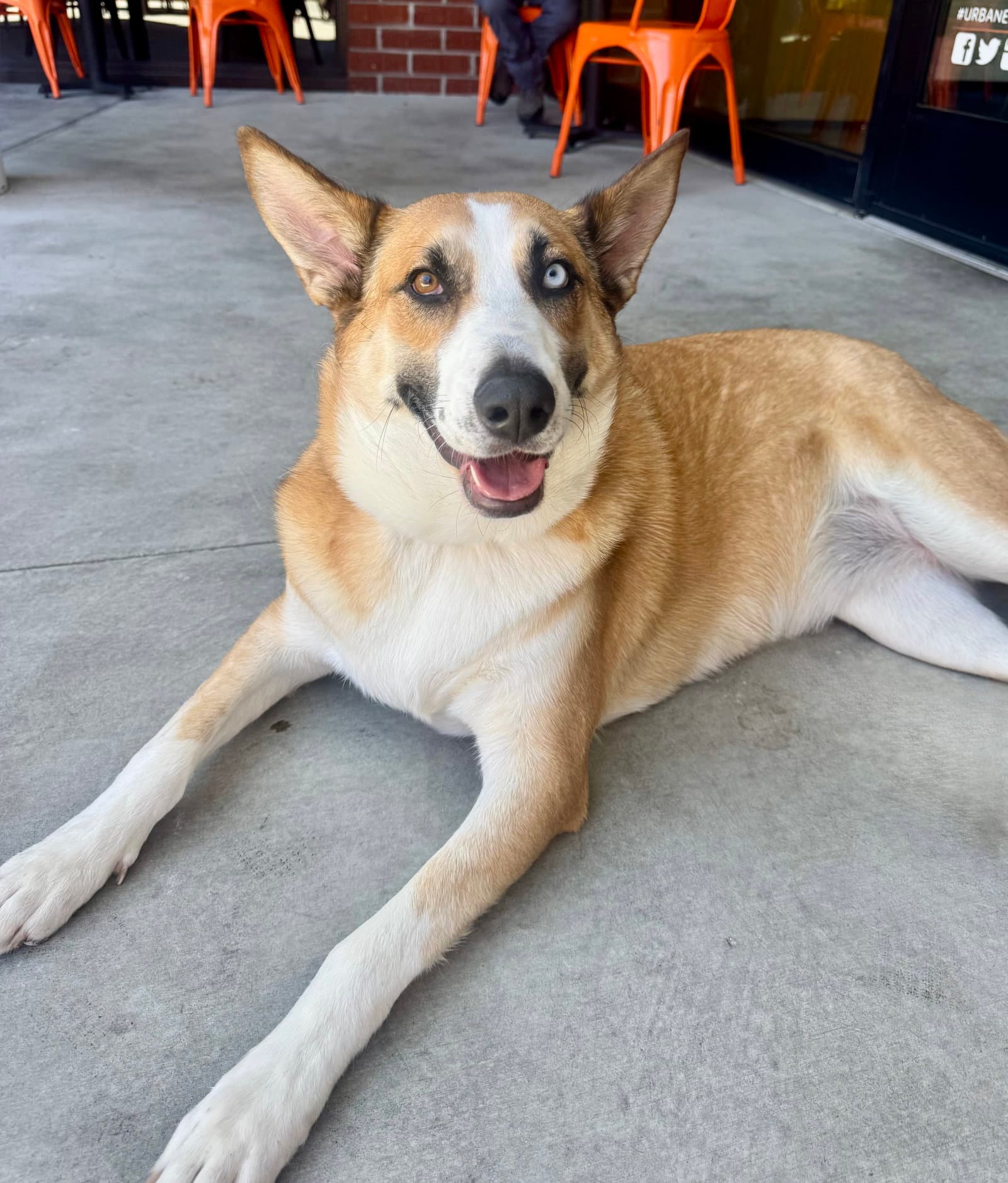 Chani - Australian Cattle Dog/Blue Heeler