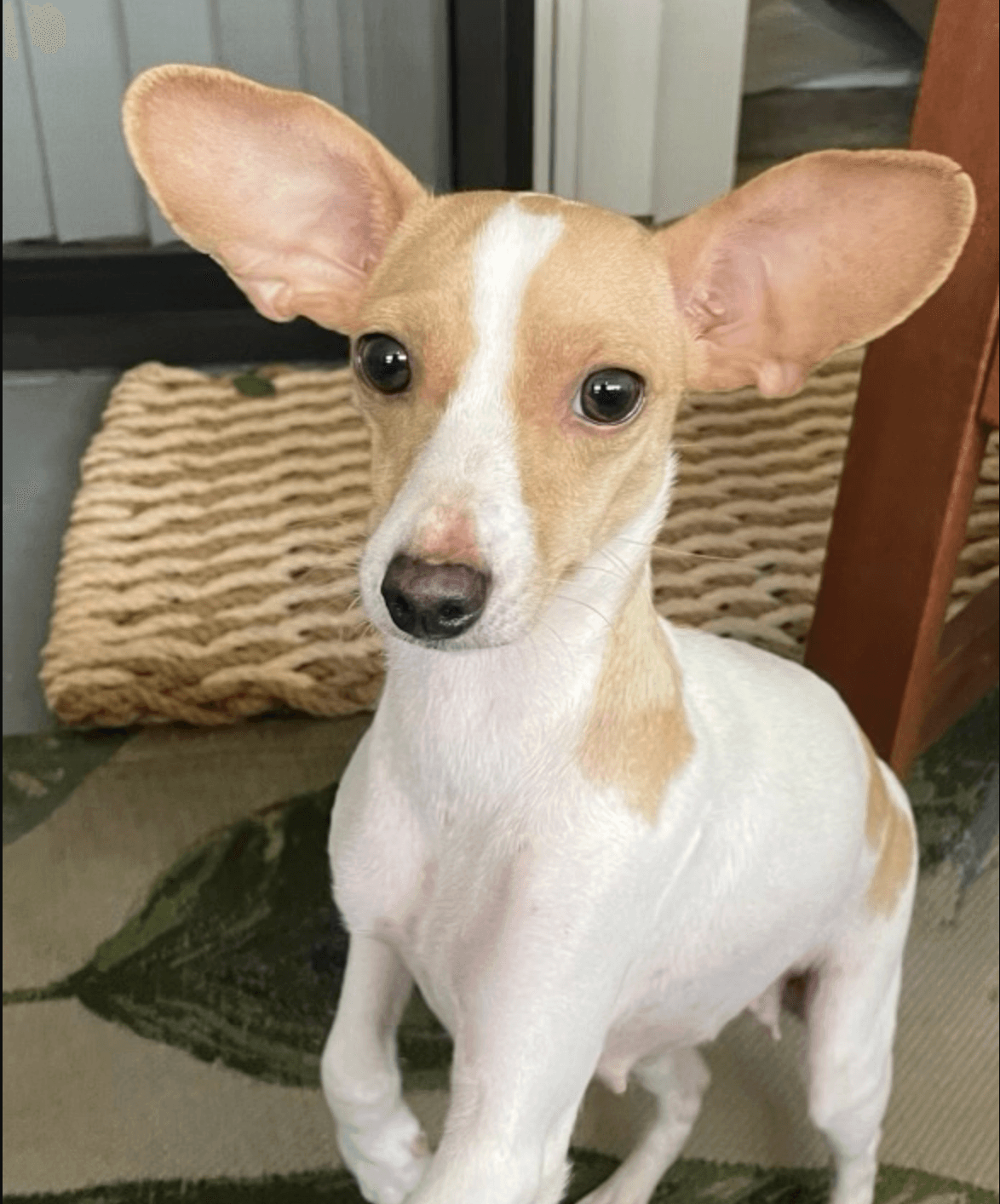 Noel - Chihuahua