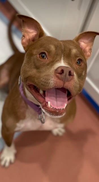 Canelo - American Pit Bull Terrier