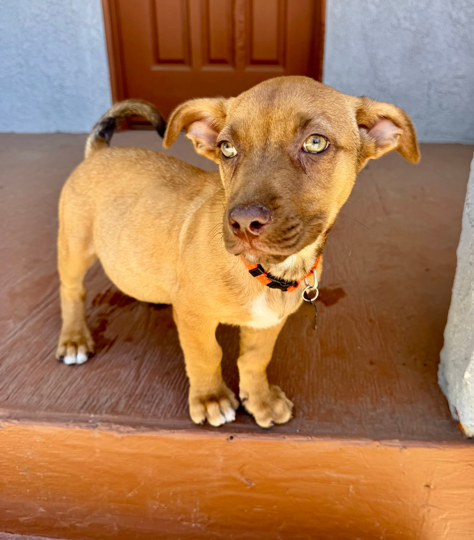 Barley - Chihuahua