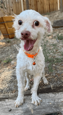 Oliver image 2