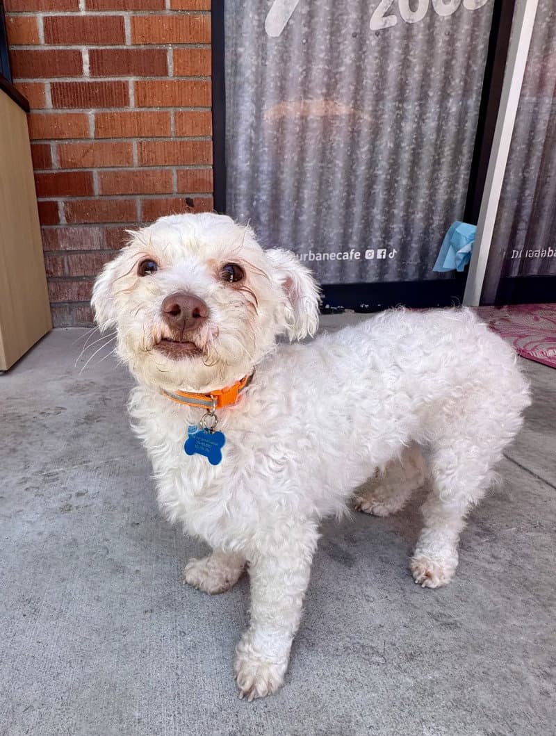 Oliver - Poodle (Miniature)