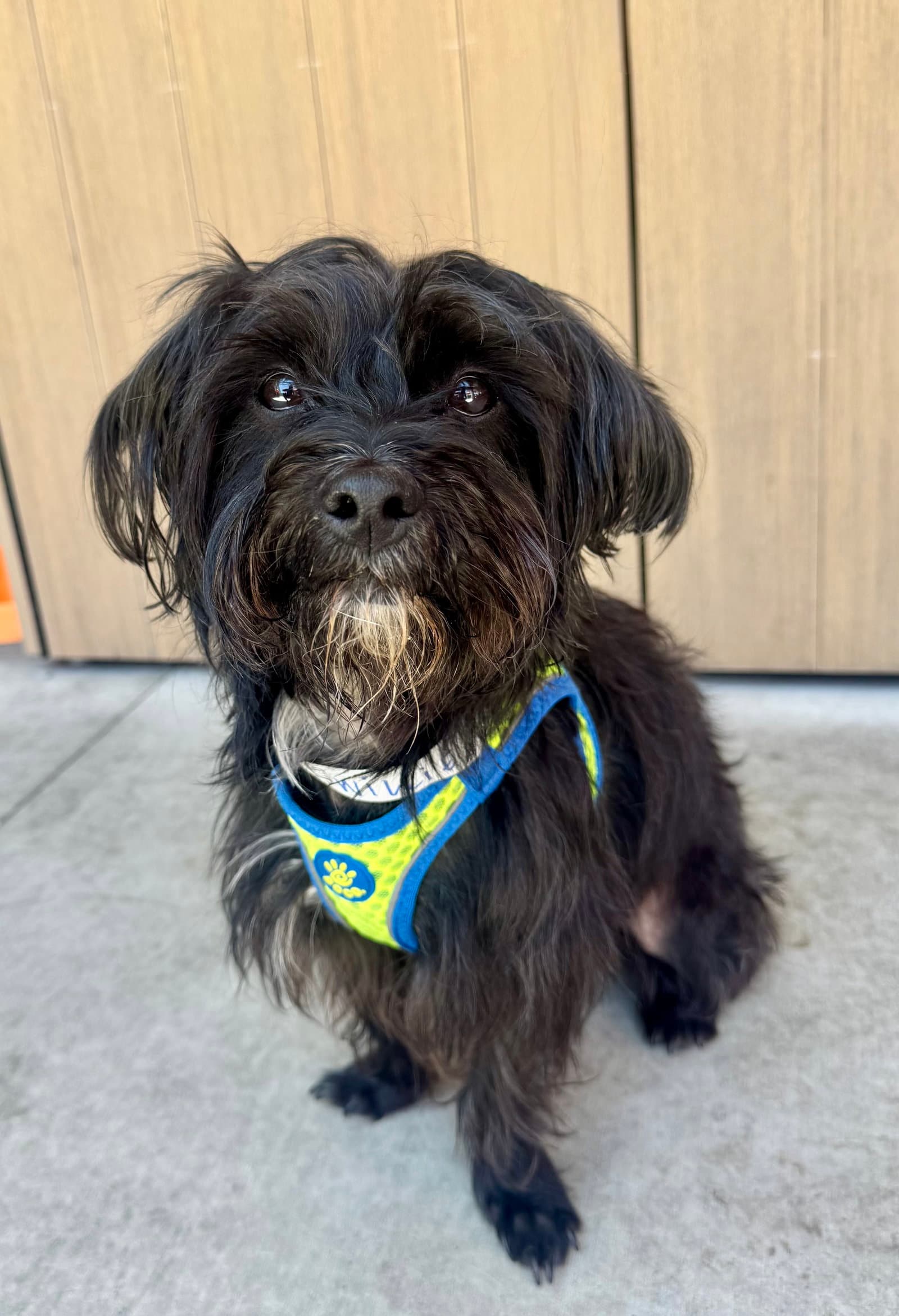 Willie - Maltese
