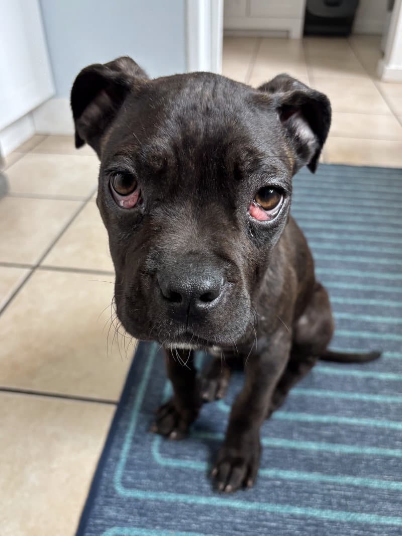 Valentina - Cane Corso Mastiff