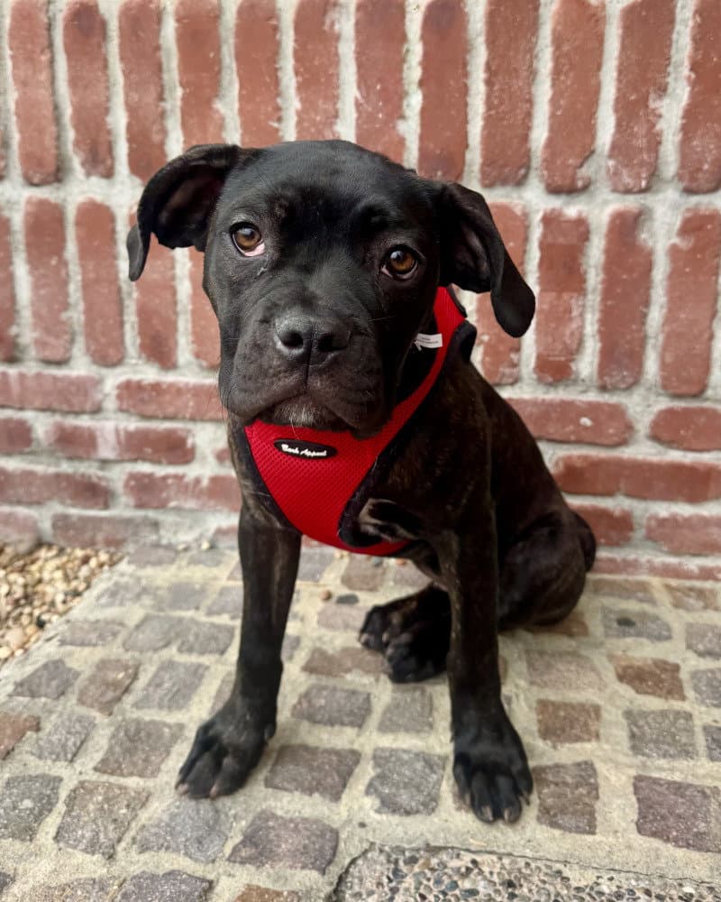Valentina - Cane Corso Mastiff