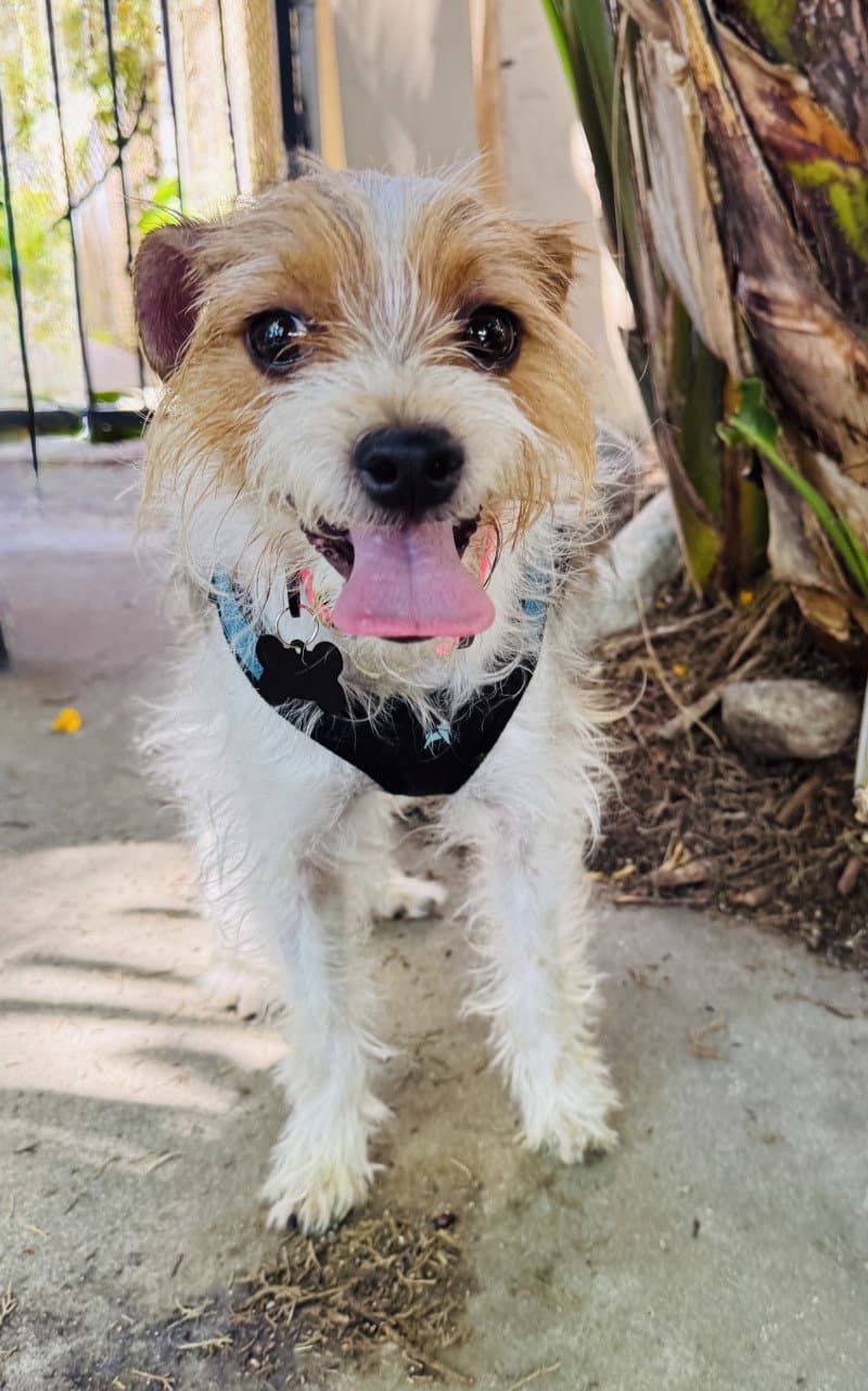 Pickles - Terrier