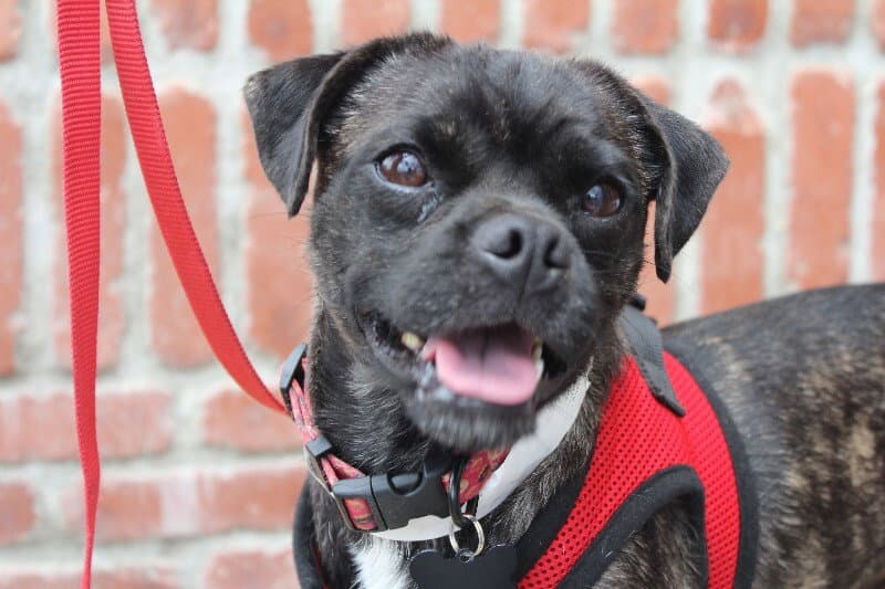Puma - Pug