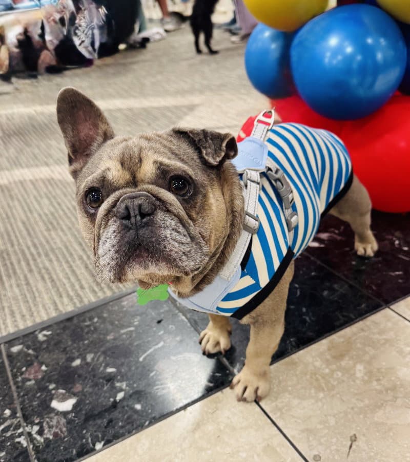 Kirby - French Bulldog