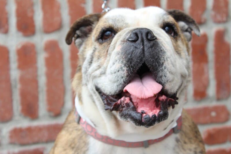 Melon - Bulldog
