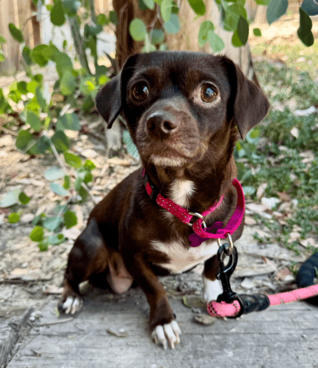 Maddie - Chihuahua