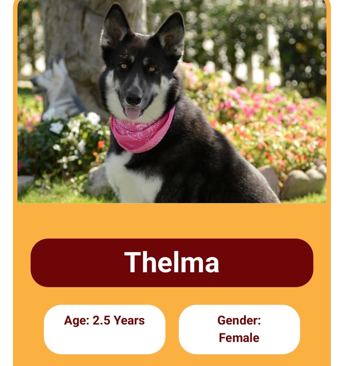 Thelma And Louise - German Shepherd Dog