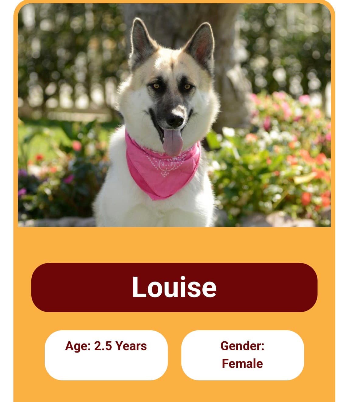 Louise And Thelma Contact Sylva - German Shepherd Dog
