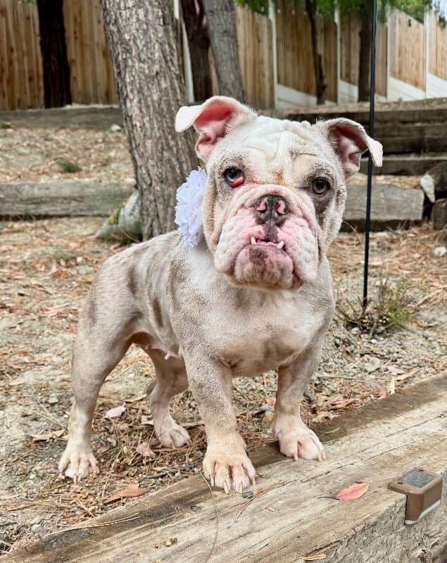 Cupcake - Bulldog