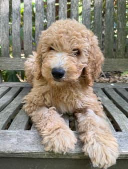 Ernie image 1
