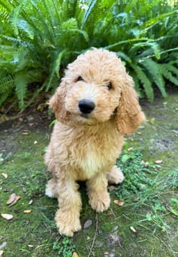 Ernie image 2