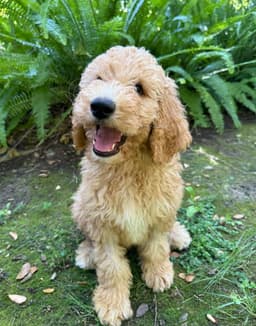 Ernie image 3