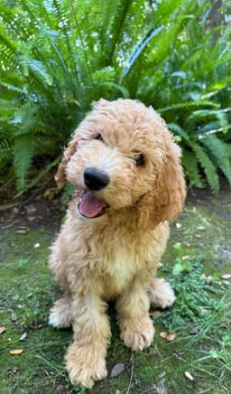 Ernie image 4