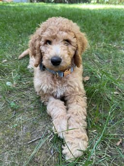 Bert image 1