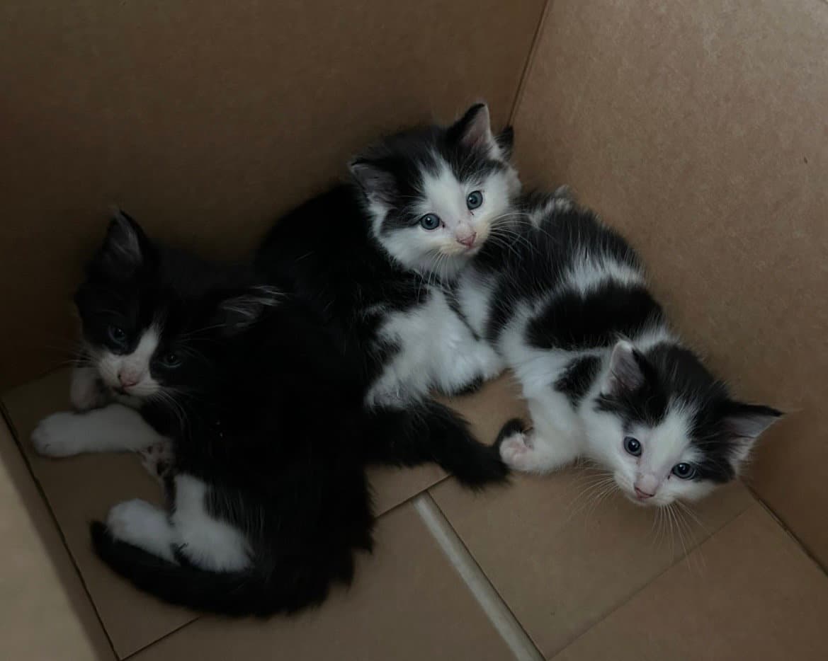 Kittens Contact Sylva - Domestic Short Hair