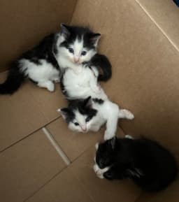 Kittens Contact Sylva image 2