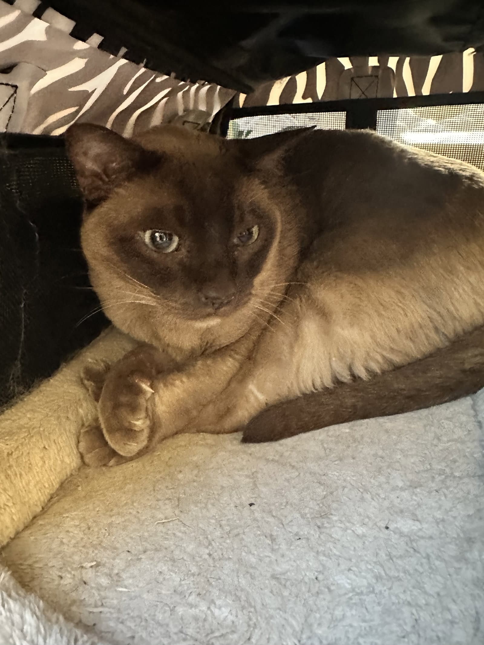 Haymish And Isla Contact Sylva - Siamese