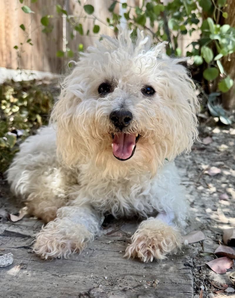 Penny Lane - Bichon Frise