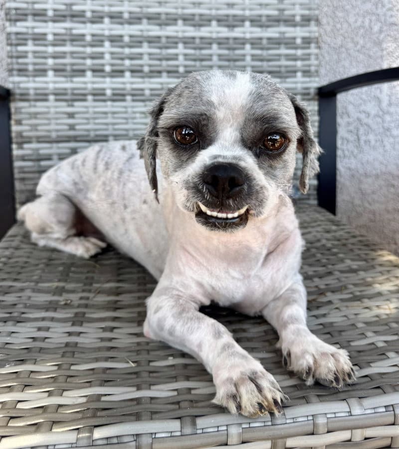 Gizmo - Shih Tzu