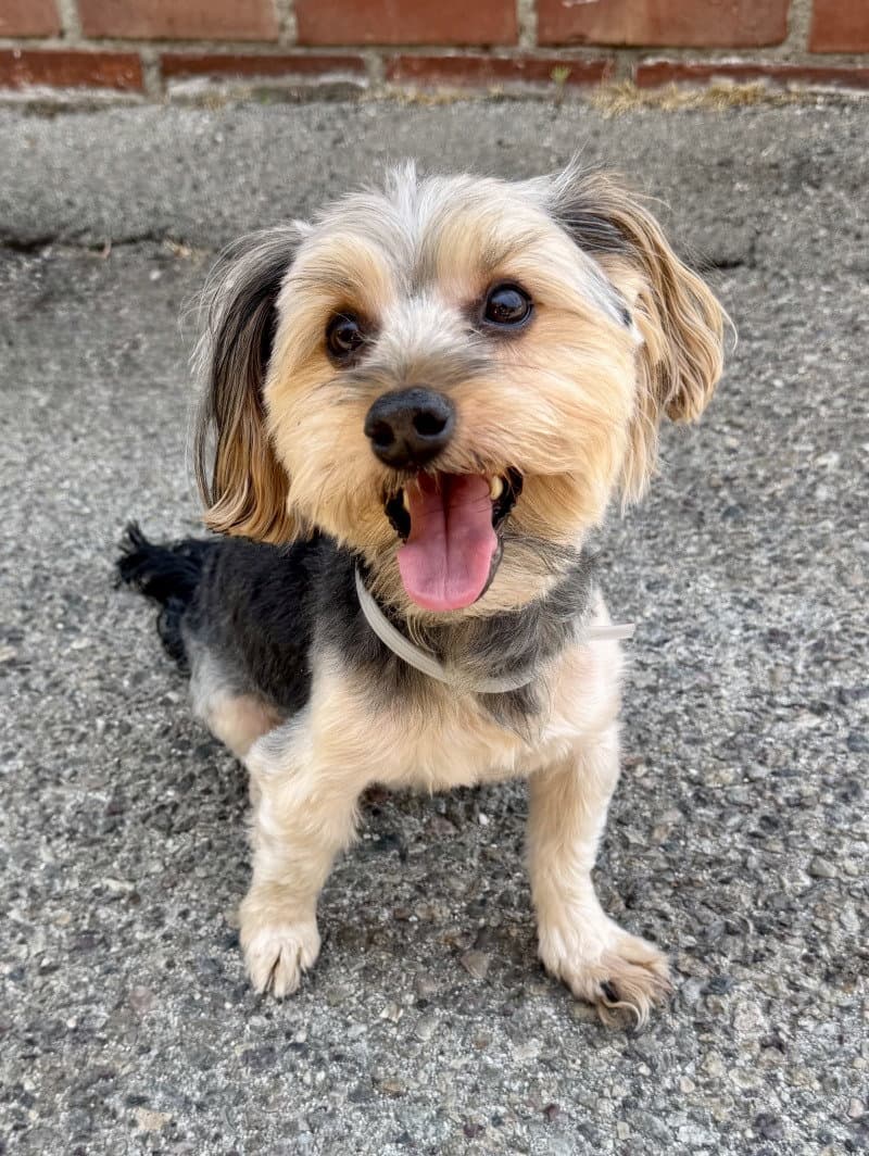 Calvin - Yorkshire Terrier Yorkie