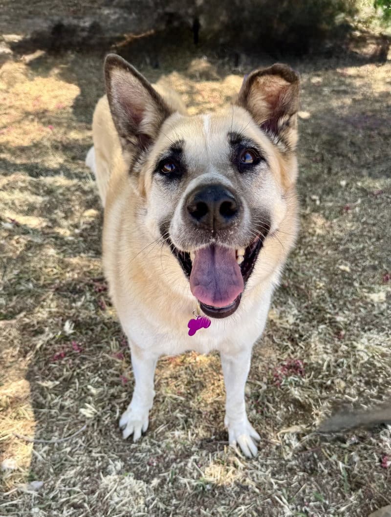 Cleopatra - Shepherd