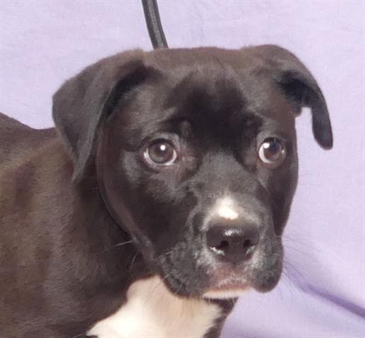 Gary - Pit Bull Terrier