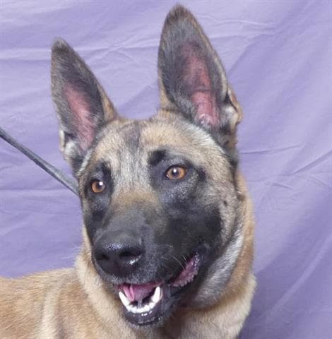 Tonya - Belgian Shepherd Malinois