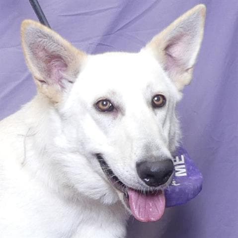 Sheba - German Shepherd Dog