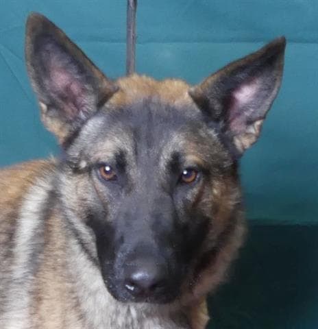 Bingo - German Shepherd Dog