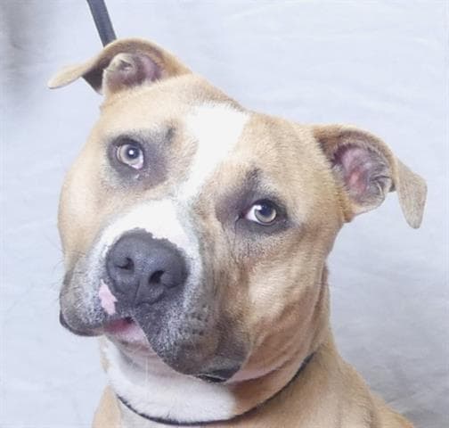 Ben - Pit Bull Terrier