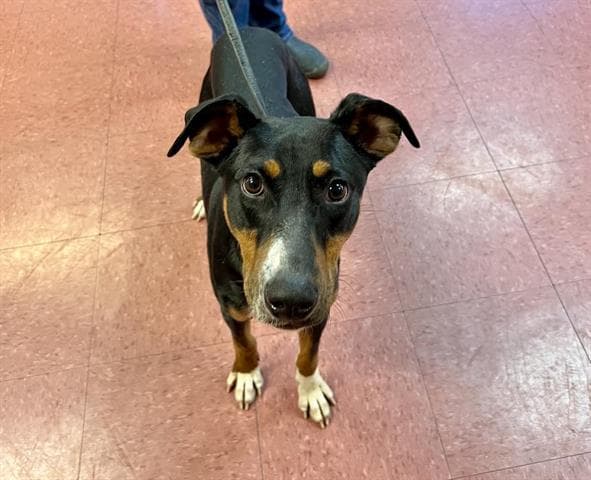 Toby - Australian Kelpie