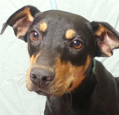 Eve - Doberman Pinscher