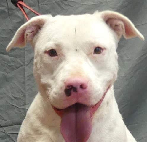 Aspen - Pit Bull Terrier
