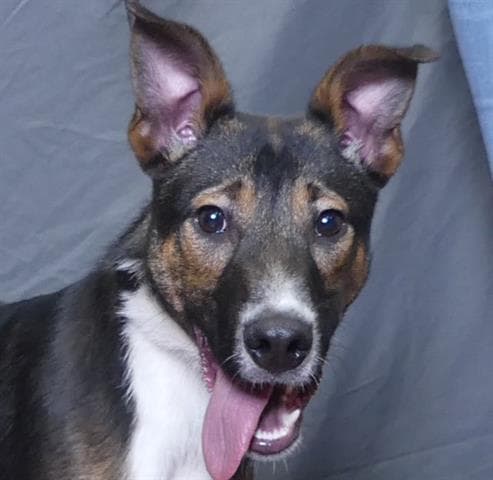 Bruh - Australian Cattle Dog/Blue Heeler