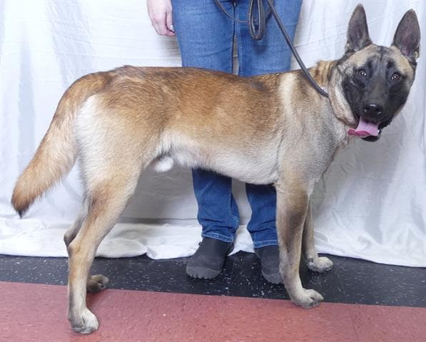 Tiago - Belgian Shepherd Malinois