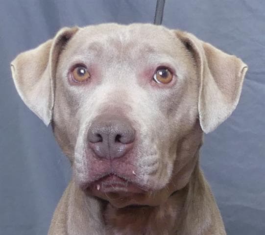 Lola - Weimaraner