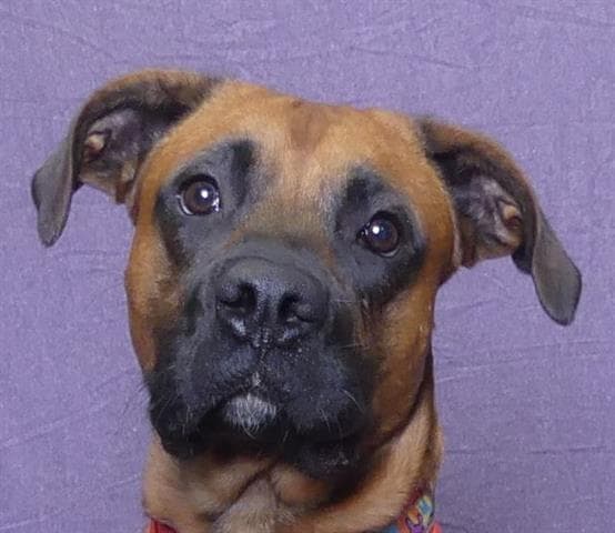 Rocky - Boxer