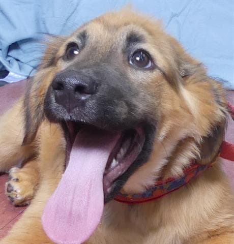 Kiwi - German Shepherd Dog