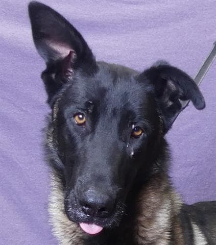 Pony - Belgian Shepherd Malinois