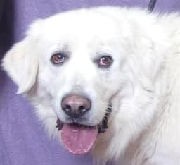 Bonnie image 1