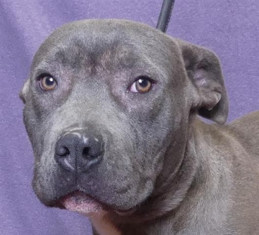 Dancer - Pit Bull Terrier