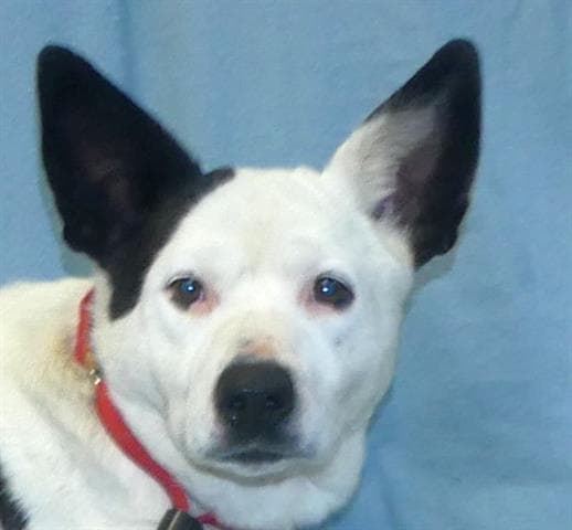 Sweets - Australian Cattle Dog/Blue Heeler